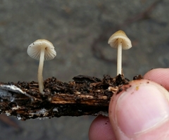 Mycena abramsii
