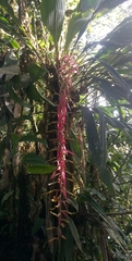 Pitcairnia stevensonii