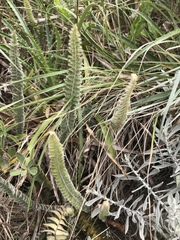 Pleopeltis lepidopteris