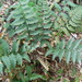 Blue Shield Fern - Photo (c) Colin Meurk, some rights reserved (CC BY-SA), uploaded by Colin Meurk