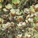 Persea ferruginea - Photo (c) Natalia Ducuara Molina,  זכויות יוצרים חלקיות (CC BY-NC-SA), הועלה על ידי Natalia Ducuara Molina