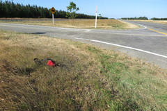 Muehlenbeckia ephedroides