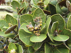 Persea ferruginea