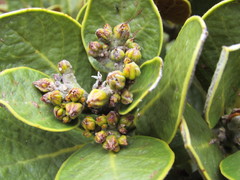 Persea ferruginea