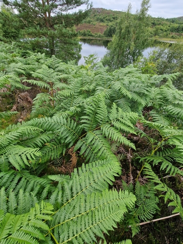Representative image of Pteridium aquilinum aquilinum