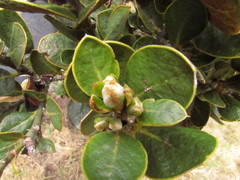 Persea ferruginea