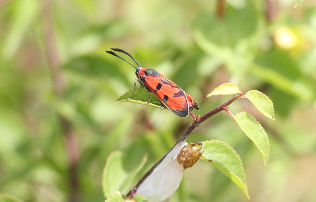 Zygaena laeta