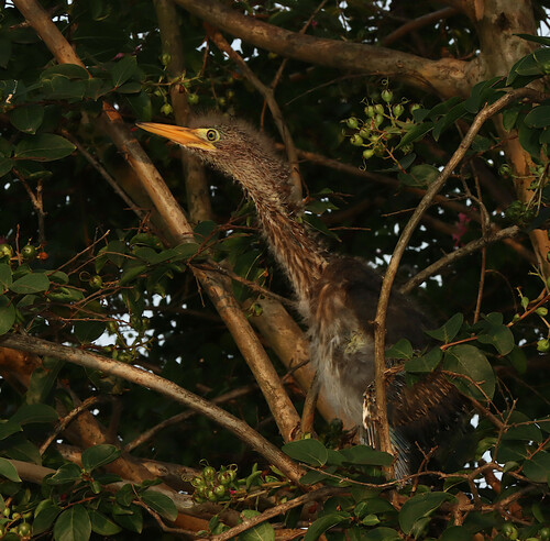 Green Heron photographed in Arkansas