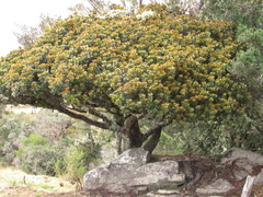 Persea ferruginea