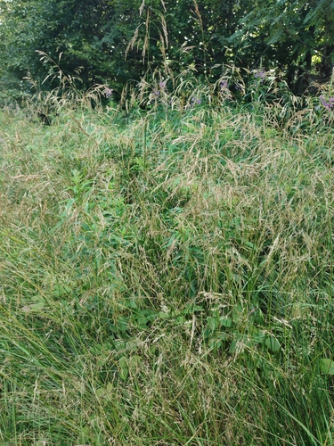 metlica trsnatá (Deschampsia cespitosa)