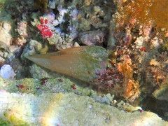 Pinnidae