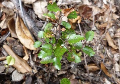 Nothofagus truncata
