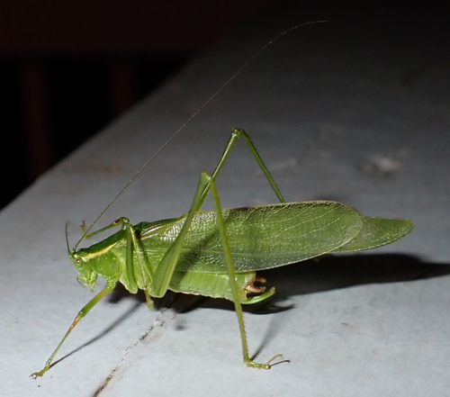 Northern Bush Katydid photo 5