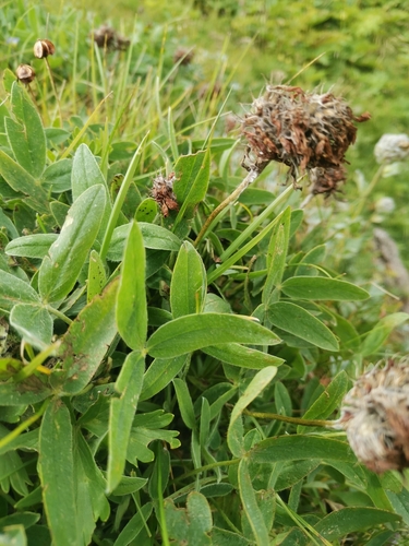 Image of Cream Clover (Trifolium noricum) by (c) Ljaž, some rights reserved (CC BY)