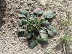 Chorizanthe corrugata