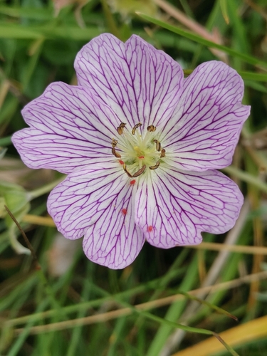 Image of Geranium argenteum by (c) Ljaž, some rights reserved (CC BY)