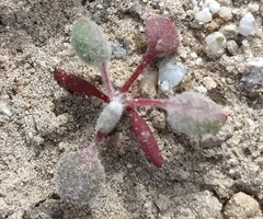 Chorizanthe corrugata