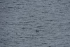 Hydrurga leptonyx