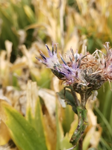 Image of Saussurea discolor by (c) Ljaž, some rights reserved (CC BY)