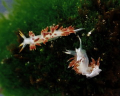 Coryphella cooperi