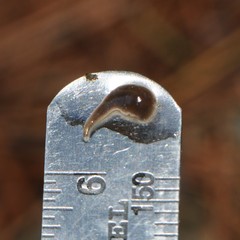 Glossiphoniidae