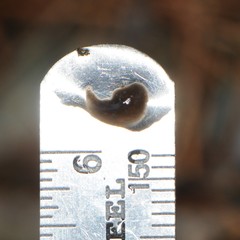Glossiphoniidae