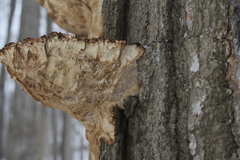 Climacodon septentrionalis image
