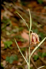 Fritillaria montana