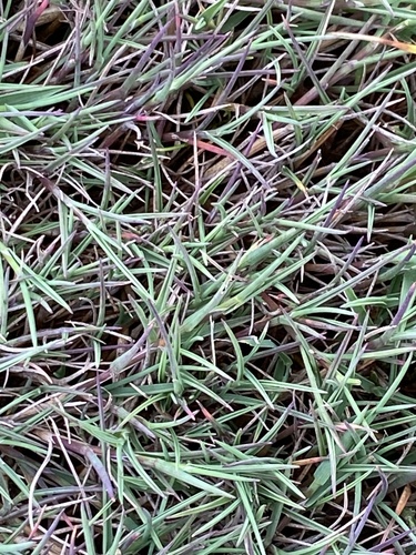 Agrostis stolonifera