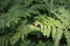 Desmocerus palliatus