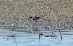 Erythrogonys cinctus