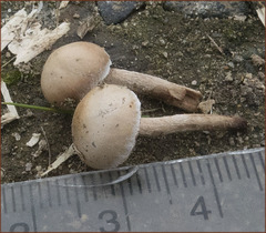 Agrocybe semiorbicularis