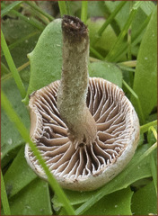 Agrocybe semiorbicularis