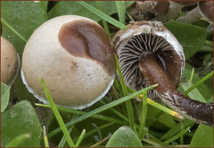 Agrocybe semiorbicularis