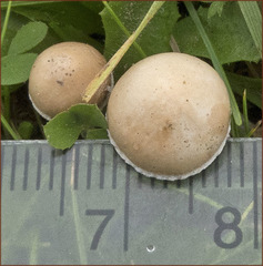 Agrocybe semiorbicularis