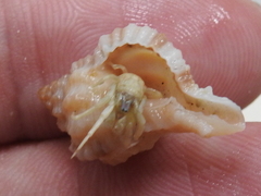 Isocheles wurdemanni