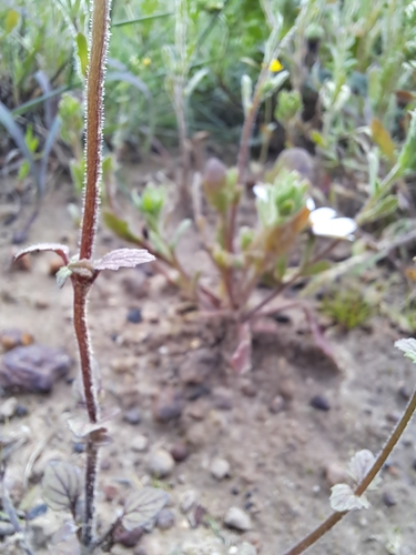 Image of Hemimeris racemosa by (c) Noeleen du Toit, some rights reserved (CC BY-SA)