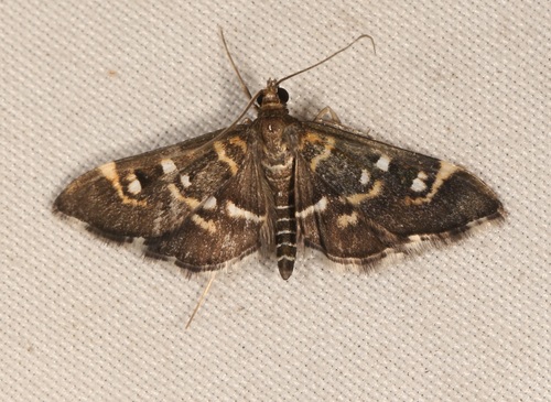 Harlequin Webworm Moth photo 5