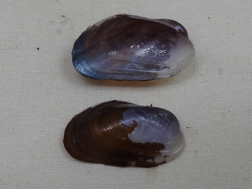 Lioberus castanea
