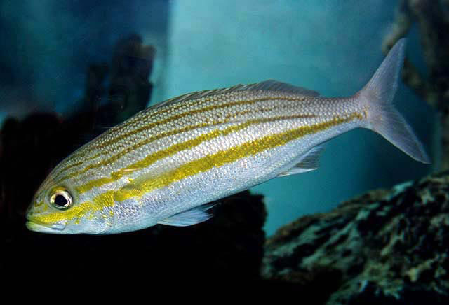 Striped Grunt