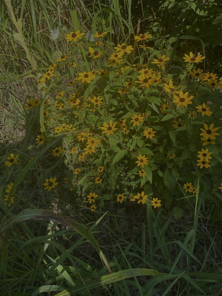 browneyed Susan from Timberlane Acres, Olathe, KS 66061, USA on August 11, 2023 at 0939 AM by