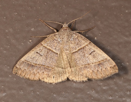 Ptichodis ovalis photo 4