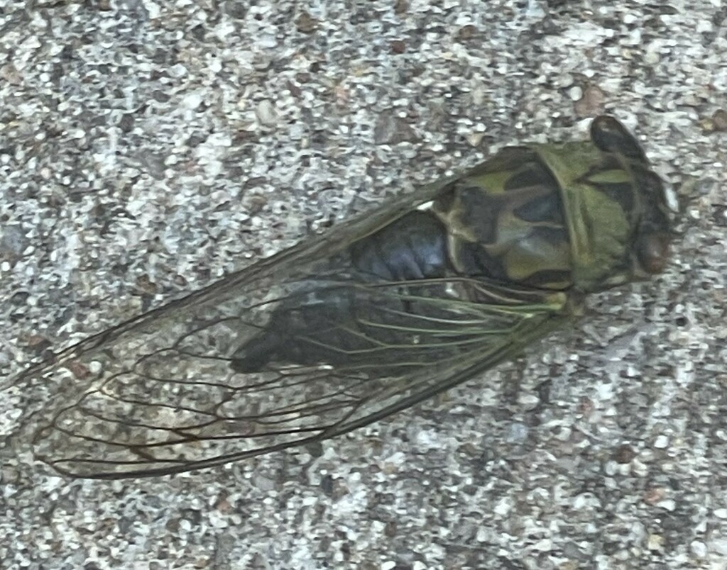 Scissor Grinder from Olathe, KS, USA on August 11, 2023 at 1030 AM by