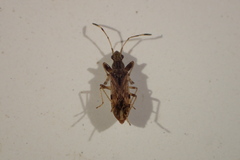 Neopamera albocincta