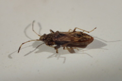Neopamera albocincta