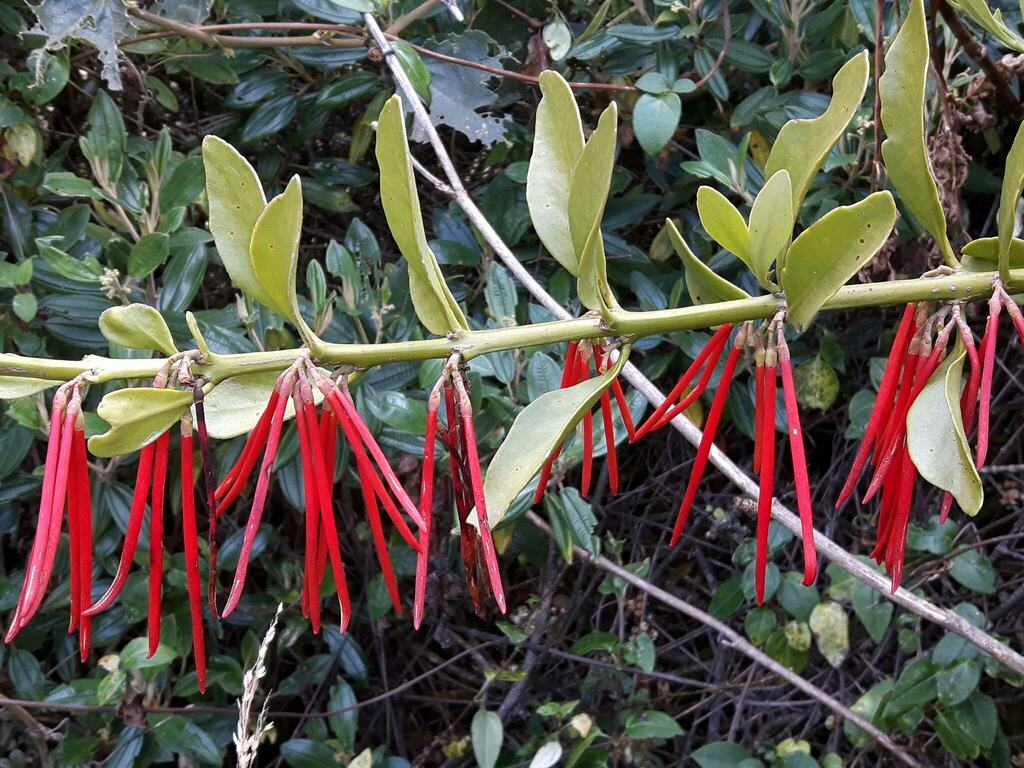 Aetanthus mutisii