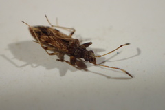 Neopamera albocincta