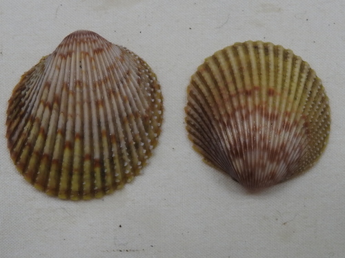 Yellow Prickly Cockle