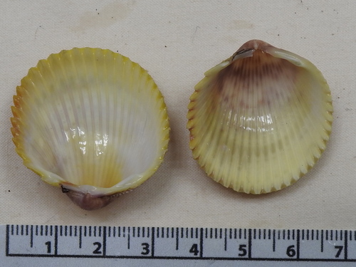 Yellow Prickly Cockle