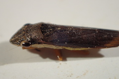 Homalodisca insolita